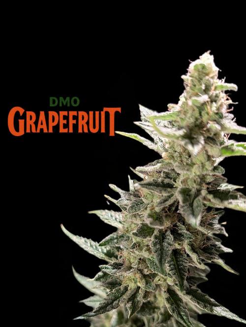 DMO Grapefruit #2 - Good Times Genetics. Week 14