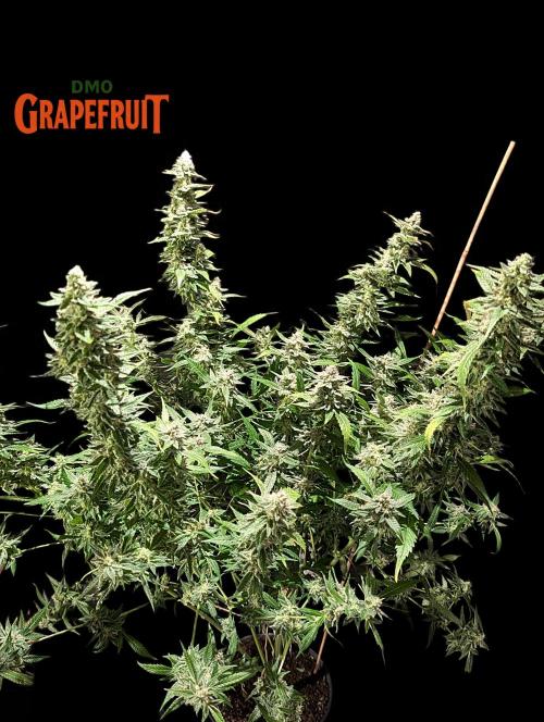 DMO Grapefruit #2 - Good Times Genetics. Week 14