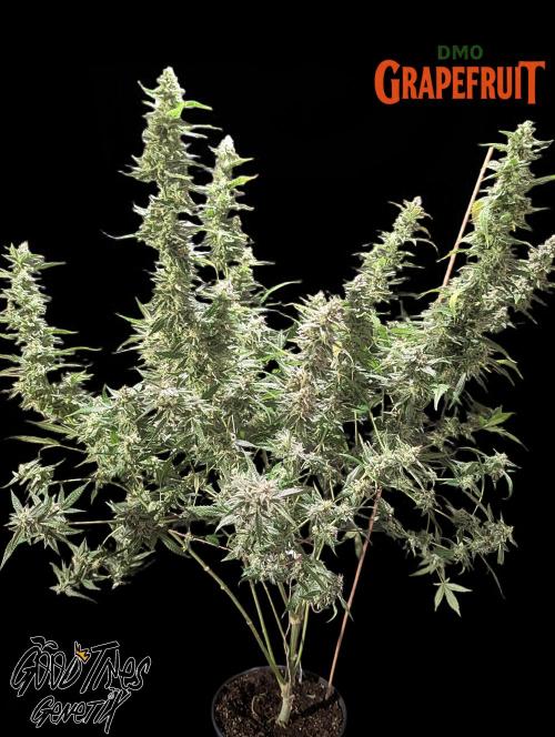 DMO Grapefruit #2 - Good Times Genetics. Week 14