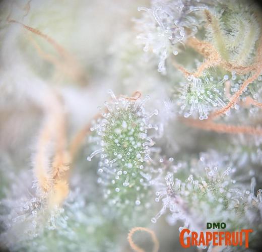 DMO Grapefruit #2 - Good Times Genetics. Week 14