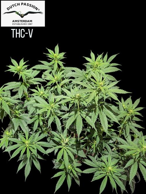 THC - Victory #2 - Sponsored by Biotabs. Week 9