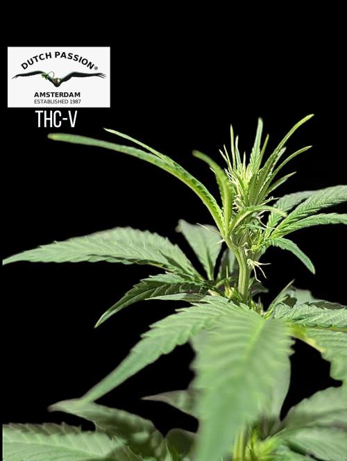 THC - Victory #2 - Sponsored by Biotabs. Week 9