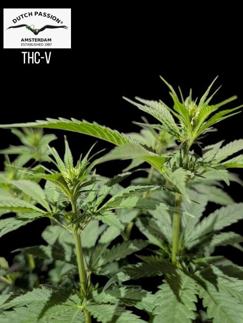 THC - Victory #2 - Sponsored by Biotabs. Week 9