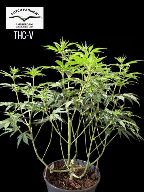 THC - Victory #2 - Sponsored by Biotabs. Week 9