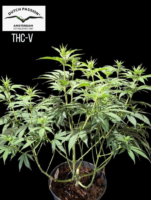 THC - Victory #2 - Sponsored by Biotabs. Week 9