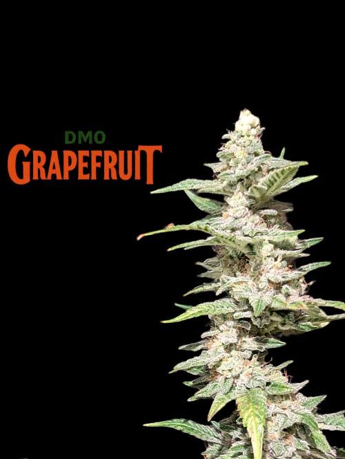 DMO Grapefruit #1 - Good Times Genetics. Week 14
