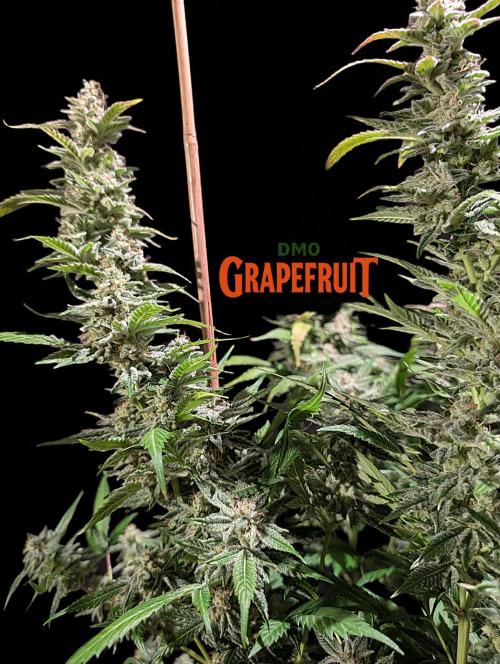 DMO Grapefruit #1 - Good Times Genetics. Week 14