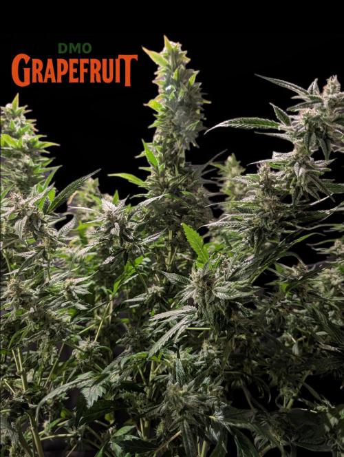 DMO Grapefruit #1 - Good Times Genetics. Week 14