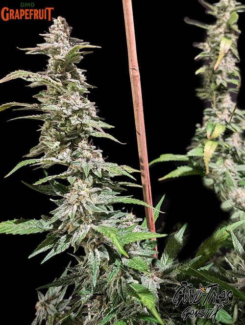 DMO Grapefruit #1 - Good Times Genetics. Week 14