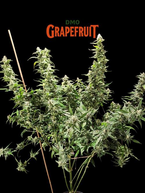 DMO Grapefruit #1 - Good Times Genetics. Week 14
