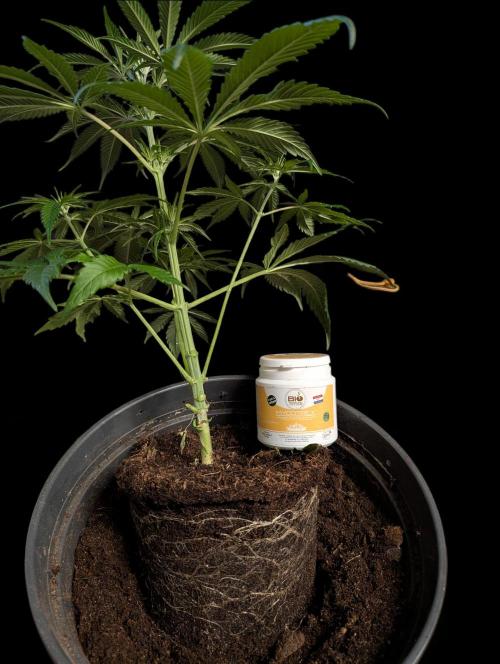Cali Orange Bud - BioTabs.nl Grow. Week 7