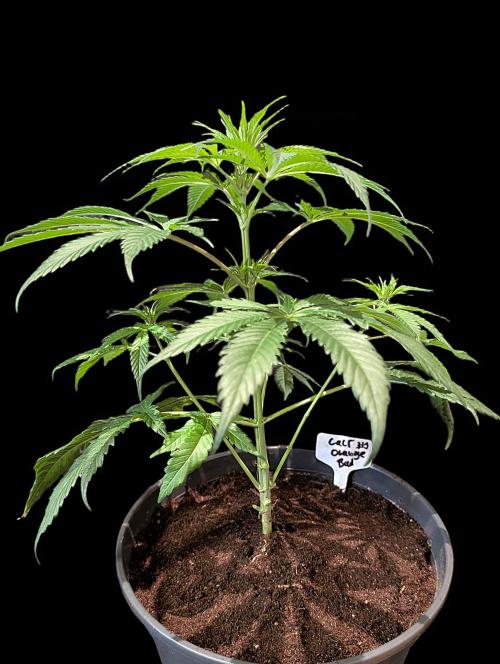Cali Orange Bud - BioTabs.nl Grow. Week 7