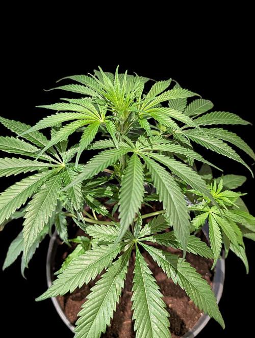 Cali Orange Bud - BioTabs.nl Grow. Week 7