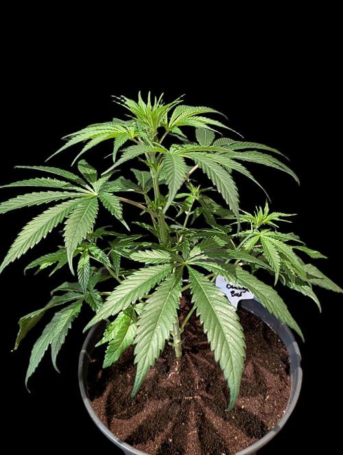 Cali Orange Bud - BioTabs.nl Grow. Week 7