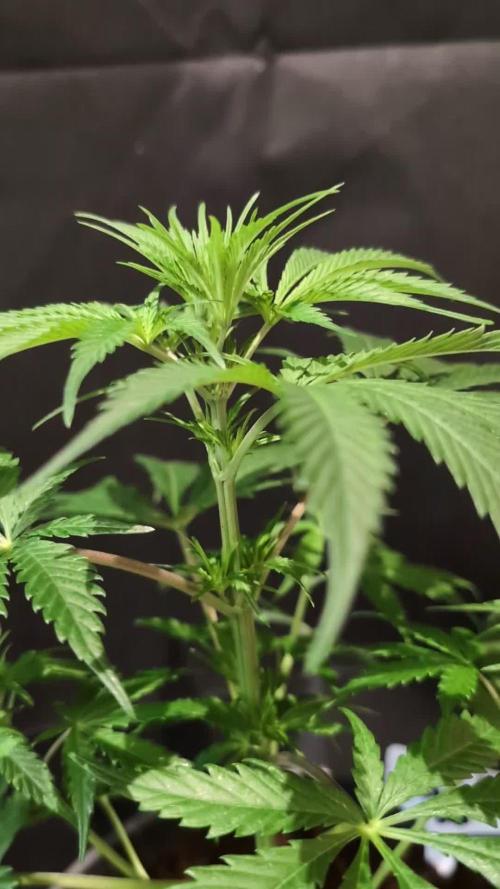 Cali Orange Bud - BioTabs.nl Grow