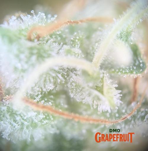 DMO Grapefruit #1 - Good Times Genetics. Week 14