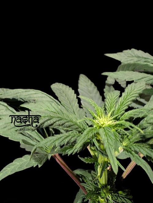 Snapple Apple - Sponsored by Biotabs. Week 9