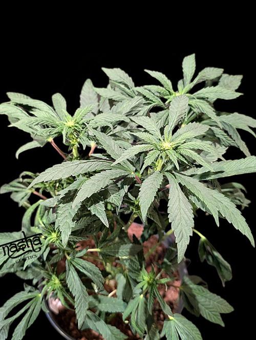 Snapple Apple - Sponsored by Biotabs. Week 9