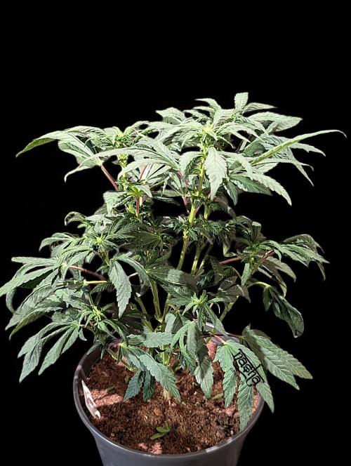 Snapple Apple - Sponsored by Biotabs. Week 9