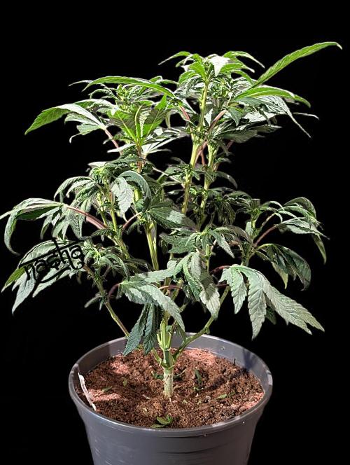 Snapple Apple - Sponsored by Biotabs. Week 9