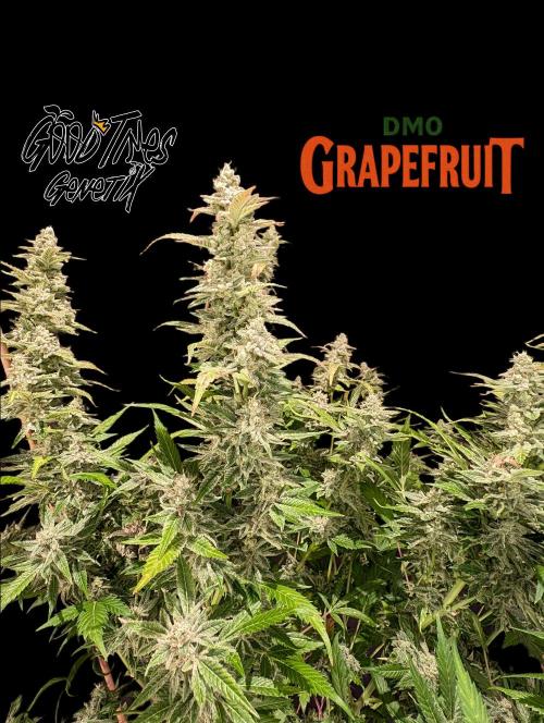 DMO Grapefruit #2 - Good Times Genetics. Week 15