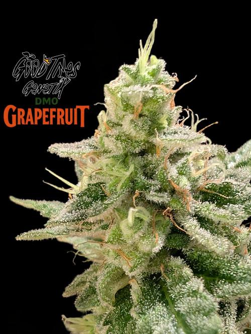 DMO Grapefruit #2 - Good Times Genetics. Week 15