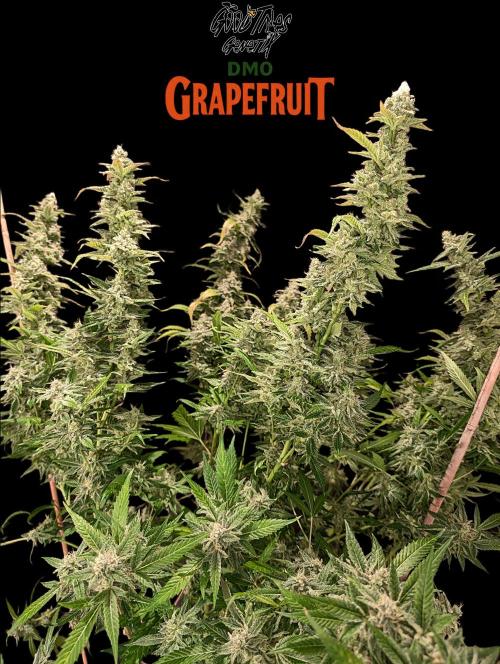 DMO Grapefruit #2 - Good Times Genetics. Week 15