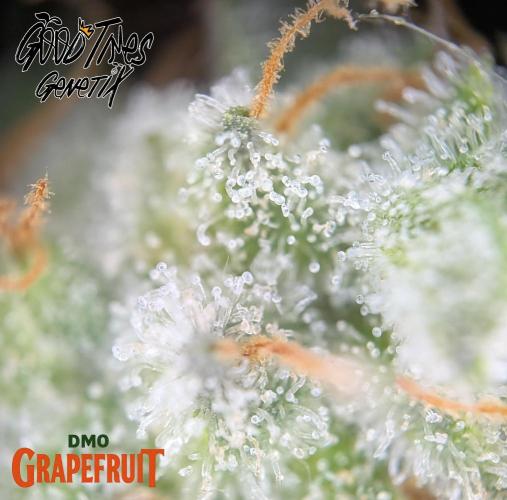 DMO Grapefruit #1 - Good Times Genetics. Week 15