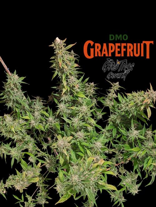 DMO Grapefruit #1 - Good Times Genetics. Week 15