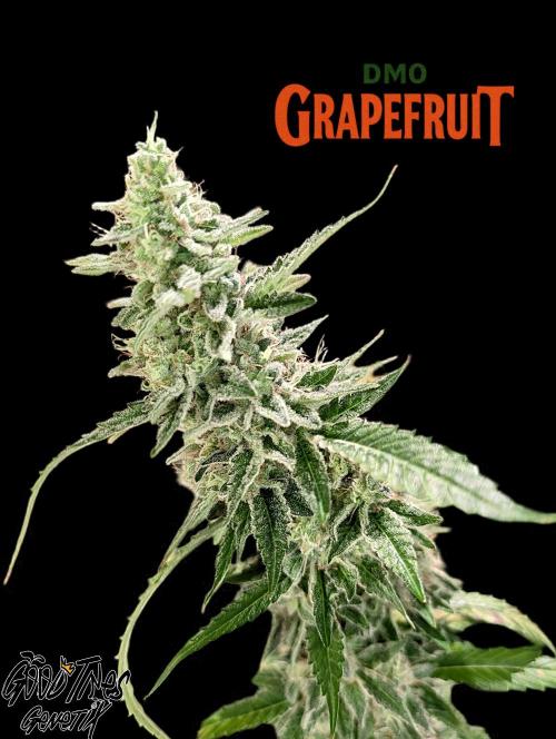 DMO Grapefruit #1 - Good Times Genetics. Week 15