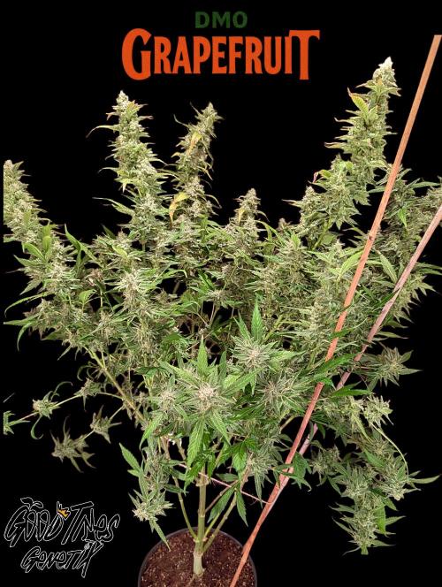 DMO Grapefruit #1 - Good Times Genetics. Week 15