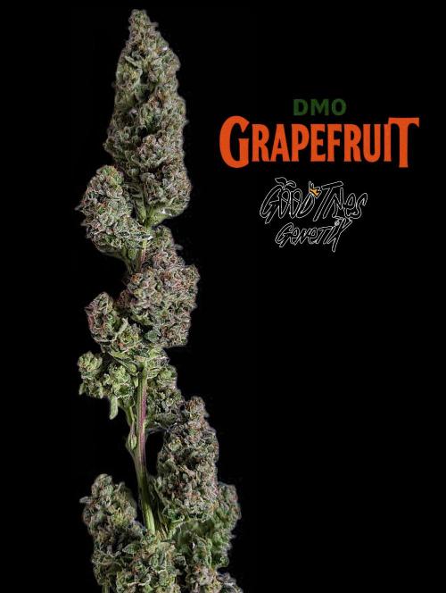 DMO Grapefruit #1 - Good Times Genetics. Week 16