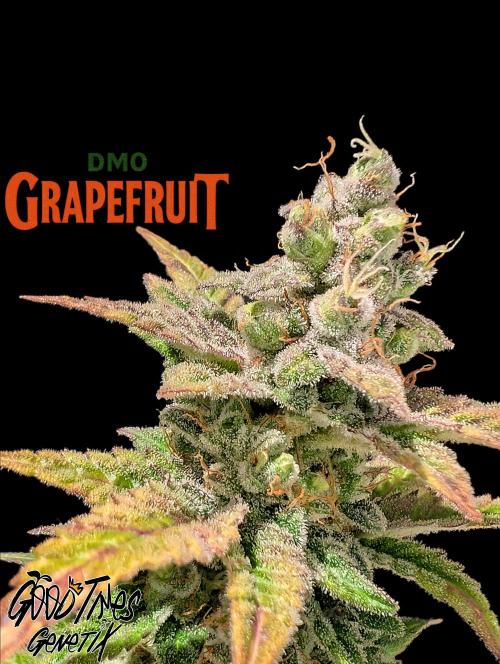 DMO Grapefruit #1 - Good Times Genetics. Week 16