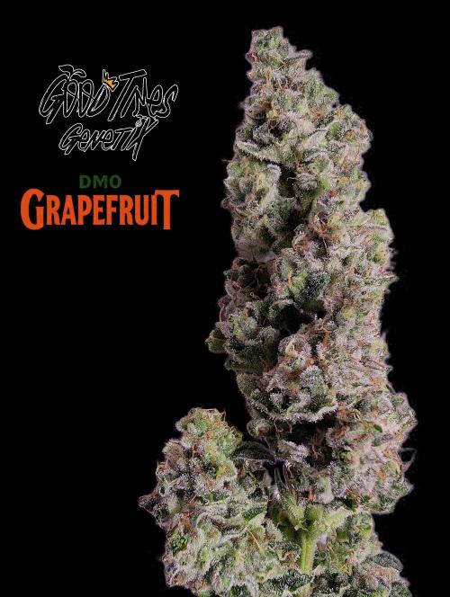 DMO Grapefruit #2 - Good Times Genetics. Week 16