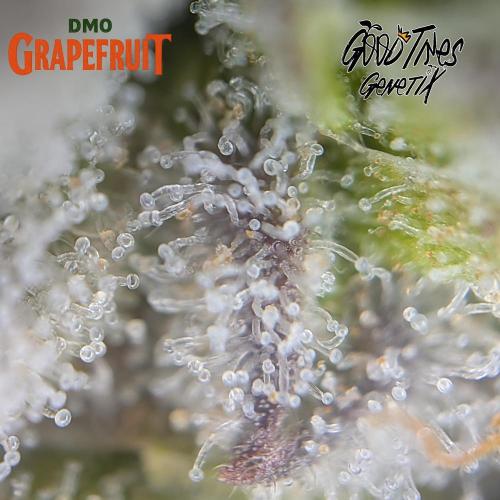 DMO Grapefruit #2 - Good Times Genetics. Week 16