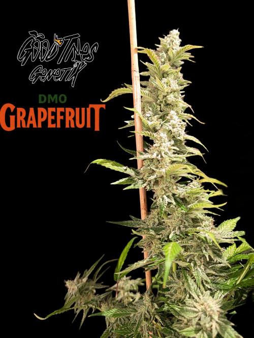 DMO Grapefruit #2 - Good Times Genetics. Week 16