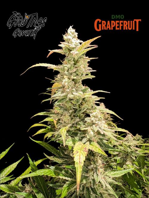 DMO Grapefruit #2 - Good Times Genetics. Week 16