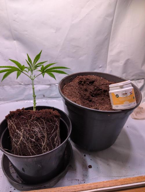 Aficionado Special - UNKNOWN - Bio Tabs. Week 2