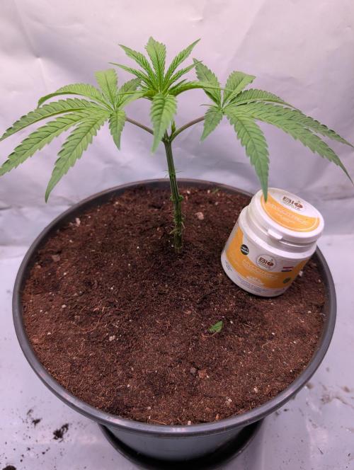 Aficionado Special - UNKNOWN - Bio Tabs. Week 2