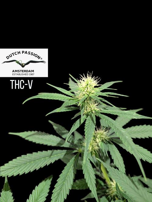 THC - Victory #2 - Sponsored by Biotabs. Week 10