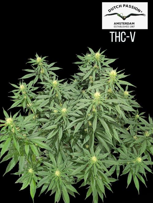 THC - Victory #2 - Sponsored by Biotabs. Week 10