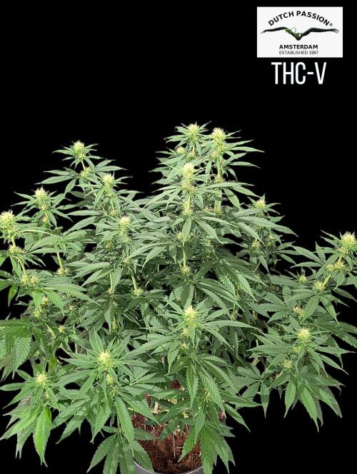 THC - Victory #2 - Sponsored by Biotabs. Week 10