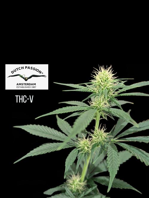 THC - Victory #2 - Sponsored by Biotabs. Week 10