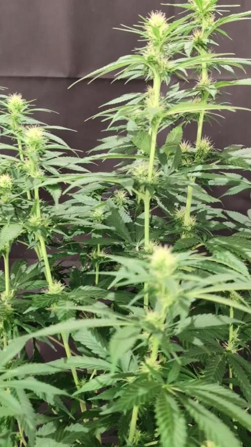 THC - Victory #2 - Sponsored by Biotabs