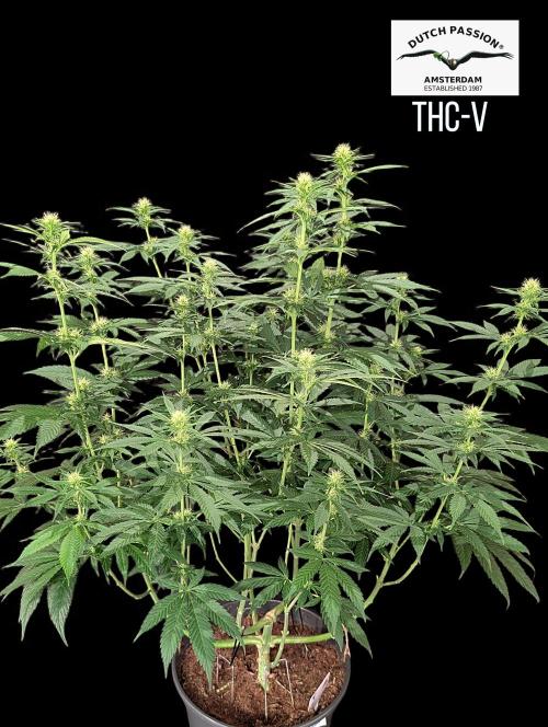 THC-Victory. Week 10
