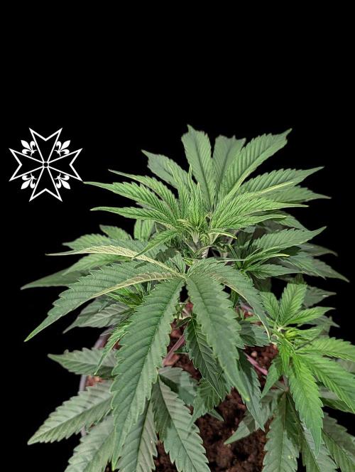 Aficionado Special - UNKNOWN - Bio Tabs. Week 3