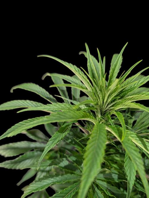 Cali Orange Bud - BioTabs.nl Grow. Week 8