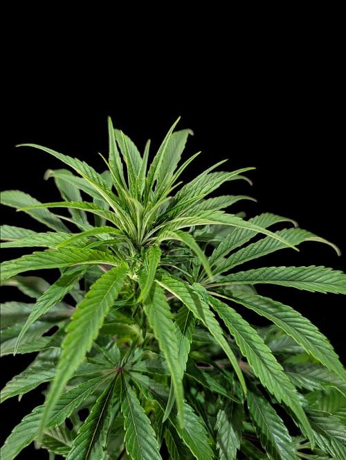 Cali Orange Bud - BioTabs.nl Grow. Week 8