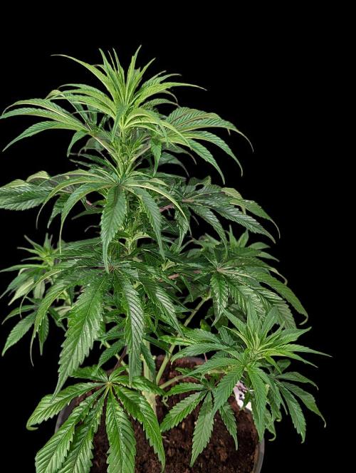 Cali Orange Bud - BioTabs.nl Grow. Week 8