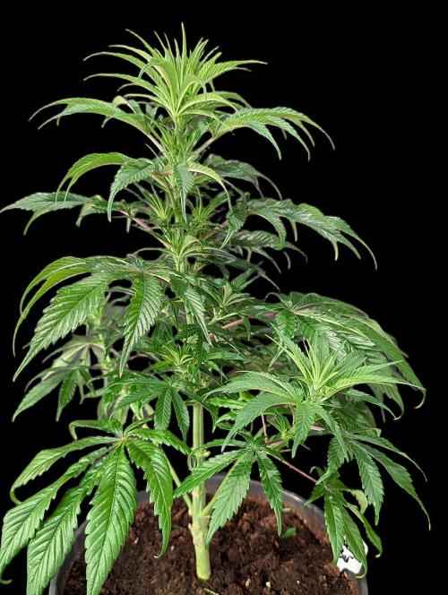 Cali Orange Bud - BioTabs.nl Grow. Week 8